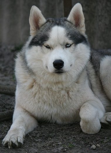 Large husky laying down 