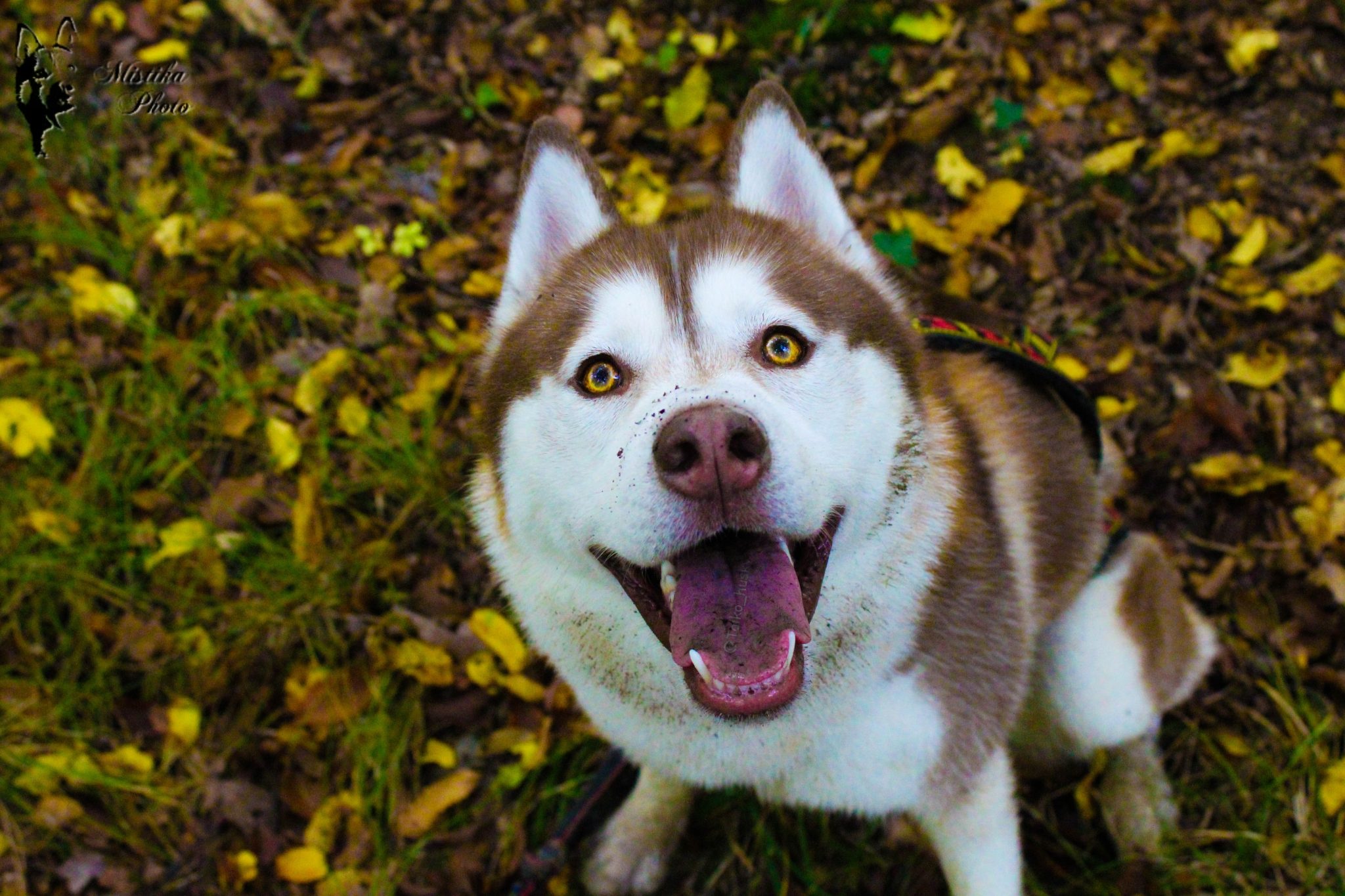 happy dog looking up at camera outside