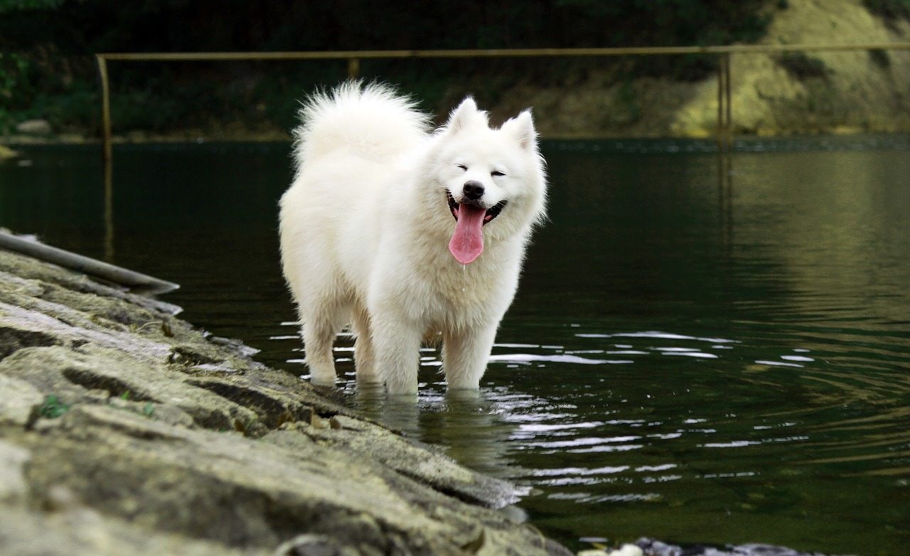 Smiling Samoyed