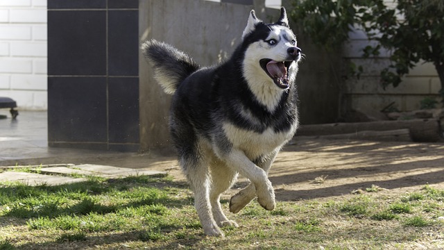 Smiling Husky Running