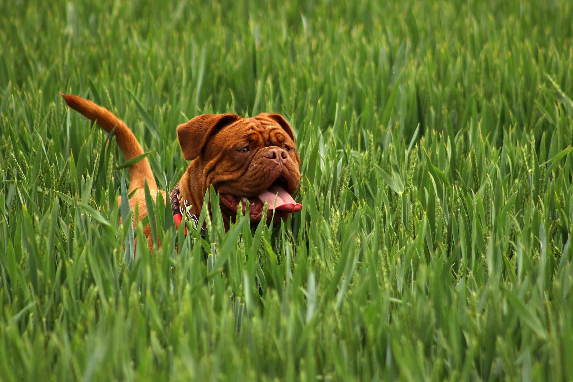 Dog in Field