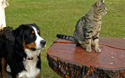 The big question when meeting new people: Dog or cat lover?
