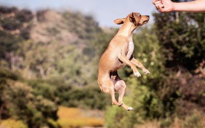 Exercising Your New Puppy