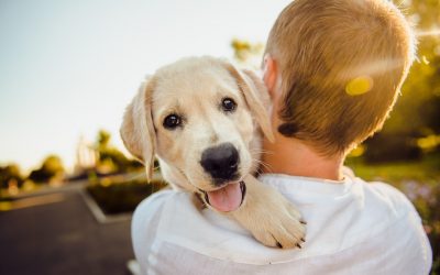 35 Adorable Photos Of Dogs And Babies Just Because