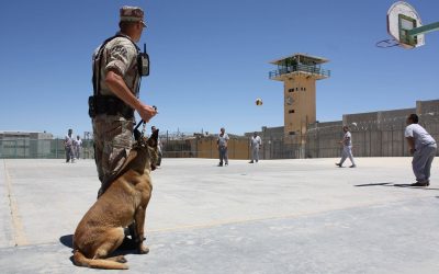 Adopt a Service Dog Who Didn’t Quite Make It Through Training