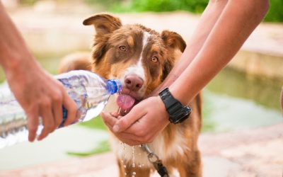 What to include in pet emergency preparedness kits