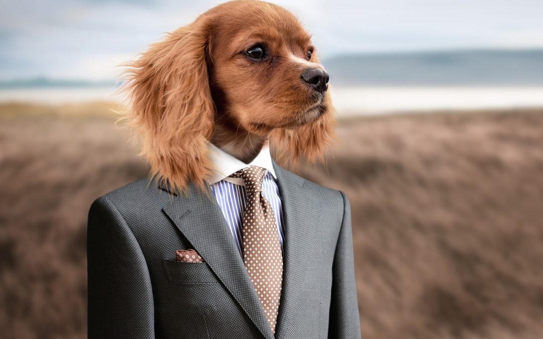Pets are the new social media influencer, and this Harvard Law grad represents many of them