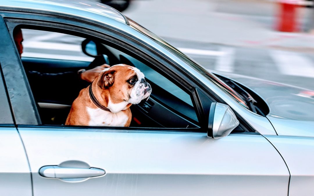 Elon Musk Hints at a ‘Dog Mode’ Feature for Tesla Owners to Safely Leave their Pets in their Car
