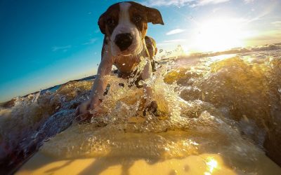 It’s hot! Here’s how to keep your pet safe