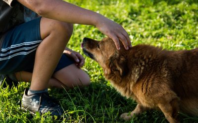 Good Boy! Talking to Your Dog in a Baby Voice Improves Communication Says New Study