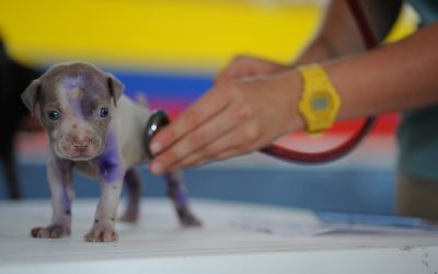 Priceless Photos Of Pets Realizing That They’re Going To The Vet