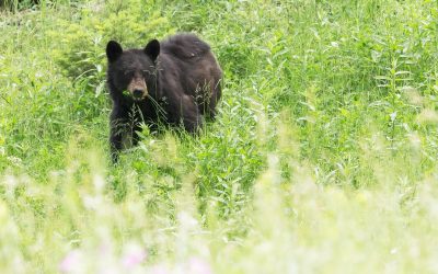 Dog ‘herds’ 400 lbs. black bear off Adams County farm