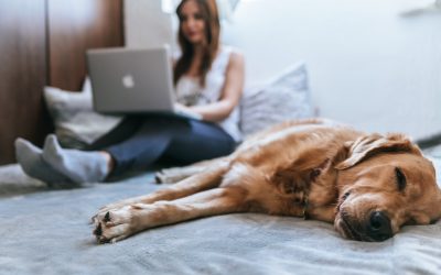 How To Help Your Dog When You’re Gone At Work All Day