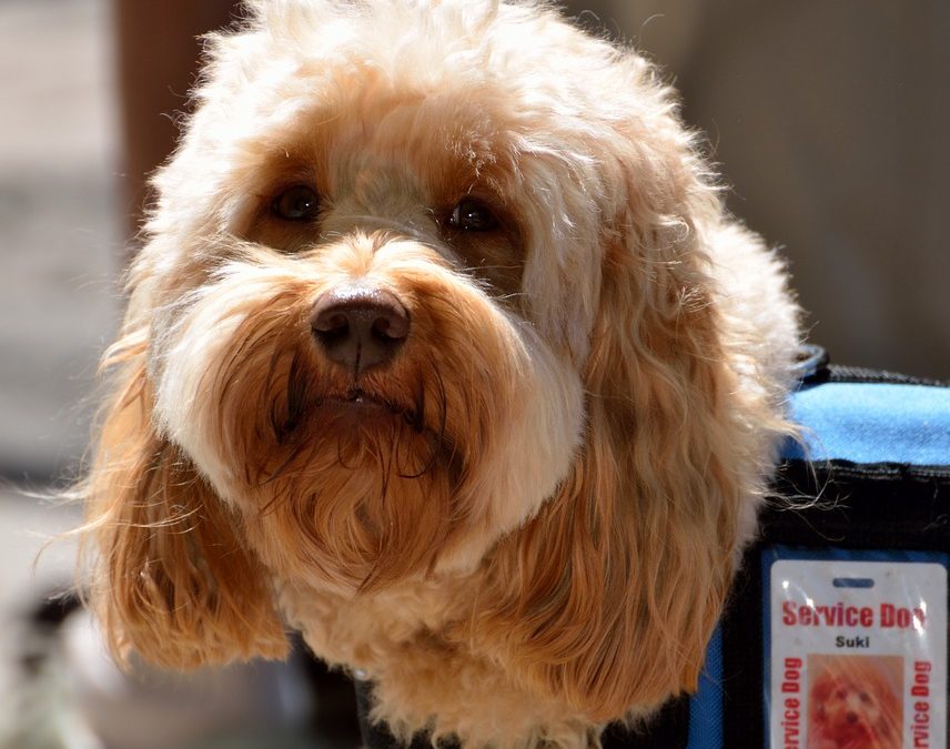 Boy sells his toys to help pay for his service dog’s treatment (and the internet chips in)