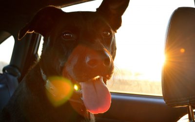 What to Do If You See a Pet in a Parked Car