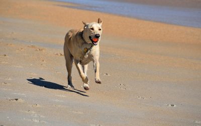 Bringy smart ball tracks your dog’s personal bests