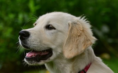 Dog bitten by rattlesnake called ‘hero’ for saving owner