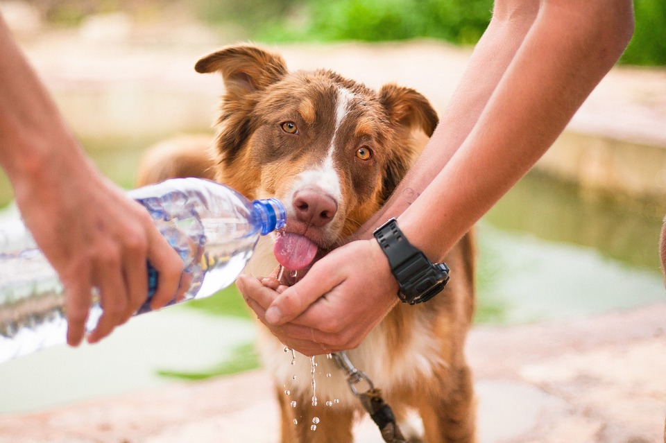 People Learn How to Aid Their Injured Pets