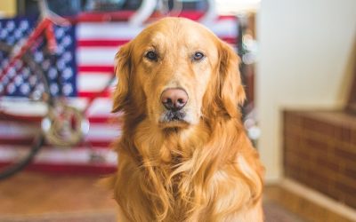 Dog who played Duke in famous Bush’s Baked Beans commercials has died