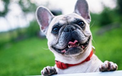 JetBlue crew saves French bulldog struggling to breathe on flight