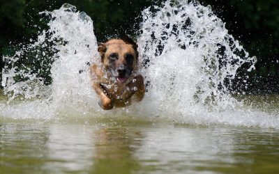 Dogs to Make Splash in Diving Competition