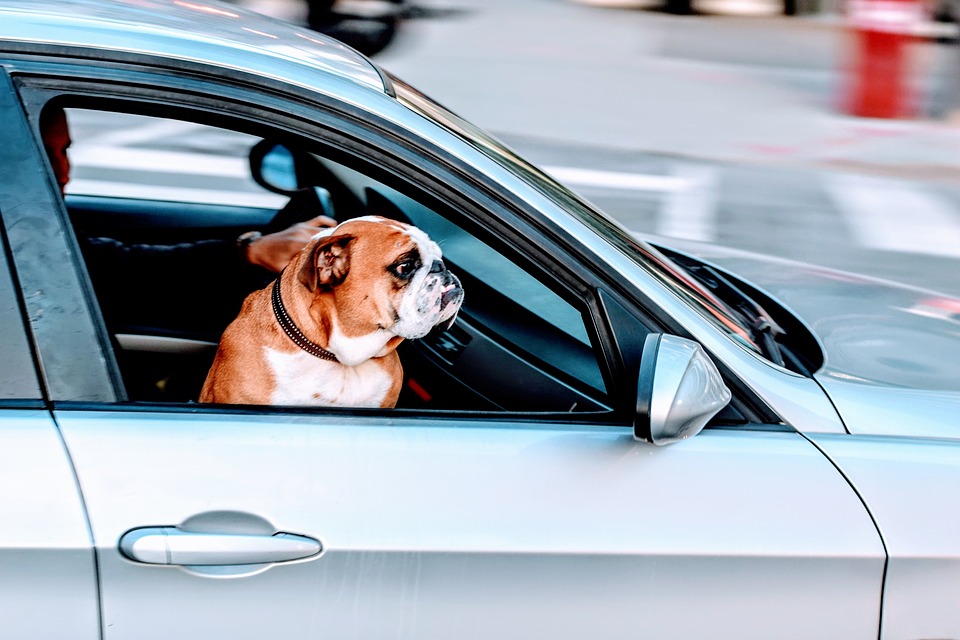 Traveling With Pets? What to Know