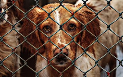 After Losing His Own Dog, Kenny Chesney Helped Save 1,400 Animals in the Year Following Hurricane Irma