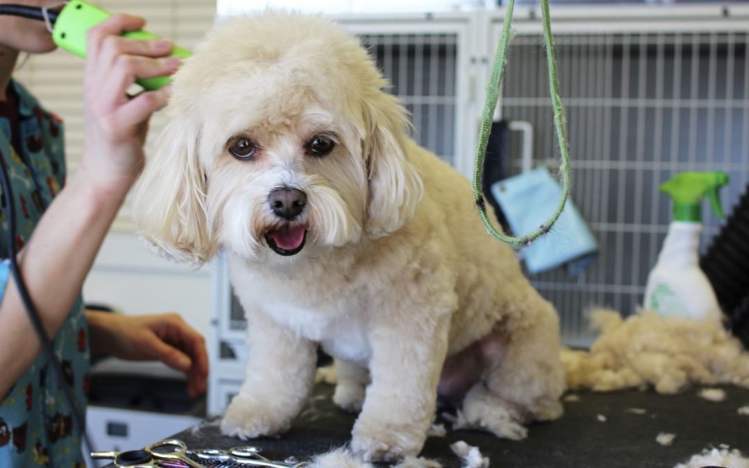 How to Keep You Dog Safe During a Grooming Session