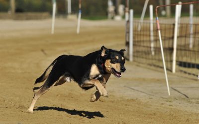 It’s a good bet dog racing may end