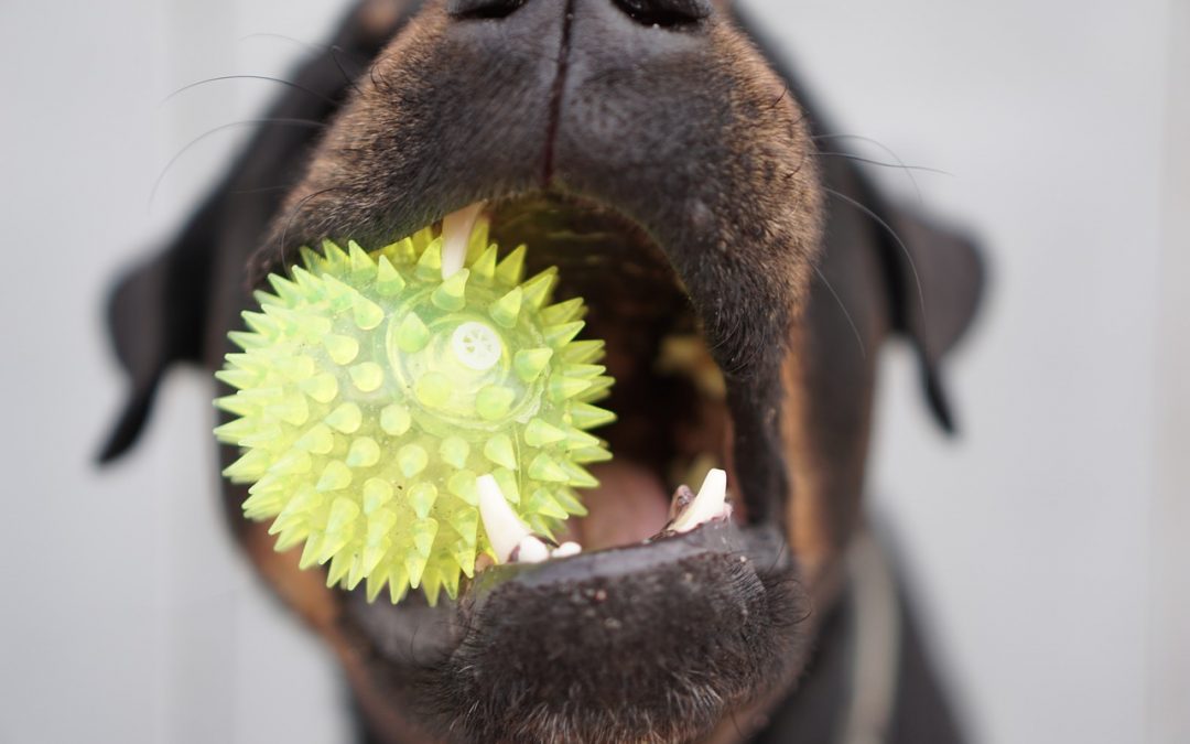 The 5 Best Toys For Smart Dogs