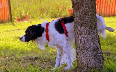 Why Do Dogs Scratch the Ground After They Pee?