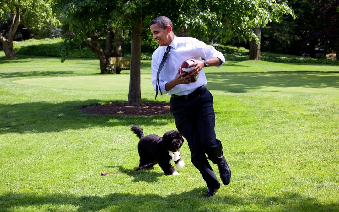 25 photos of some of the most adorable and well-known dogs to live in the White House