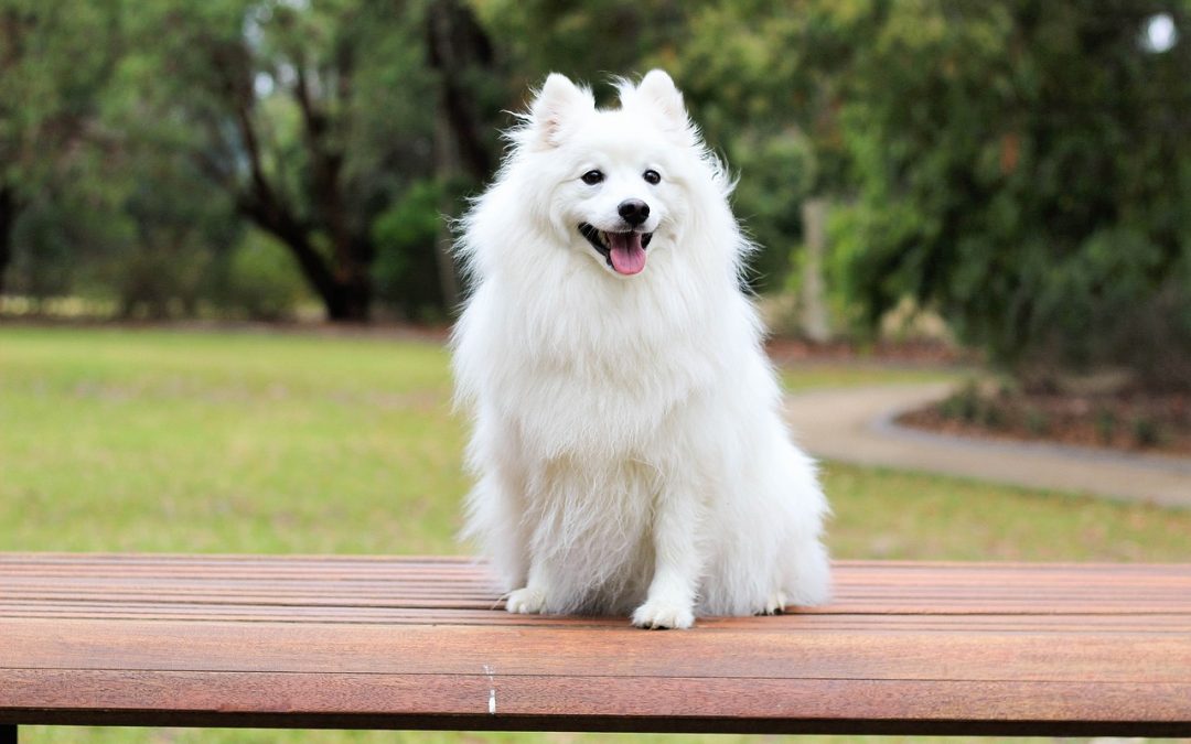 The Most (and Least) Expensive Dog Breeds in the World