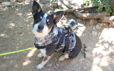 Dog Steals GoPro to Create the Best Chase Scene Ever