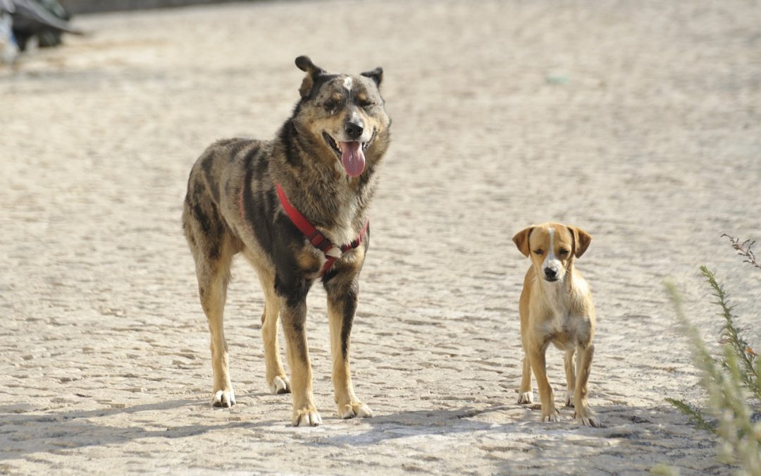 Is your dog lying to other dogs about its size?