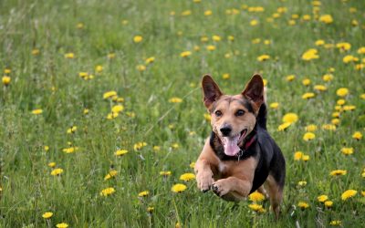 Why does my pup suddenly race around like a crazy dog?