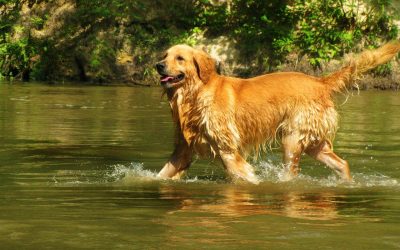 Golden Retriever Serves As Mayor In Small Town, And Even Has Dog Deputies!