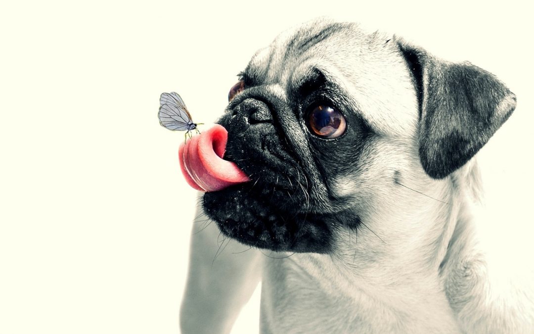 How dangerous is a dog lick or dog bite? Here’s what you need to know