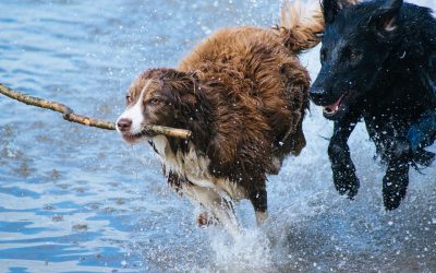 15 Dog Breeds That Are Best For Active People