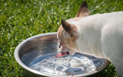 What Is Lurking in Your Dog’s Water Bowl?