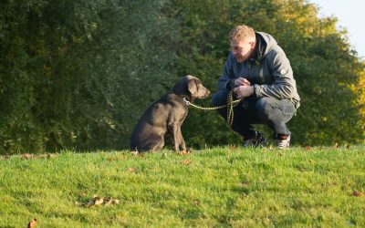 Benefits of dog ownership