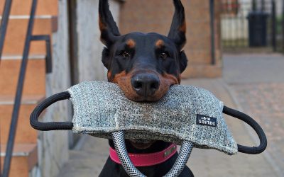 13 Simple Ways to Tell if Your Dog Is Smart