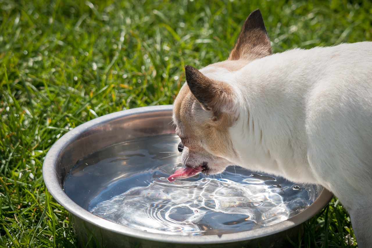 What Is Lurking in Your Dog's Water Bowl? - KnuGroup