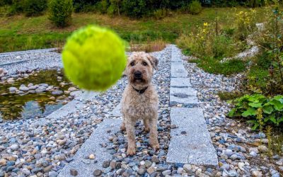 Good Dog Throws A Mean Alley-Oop