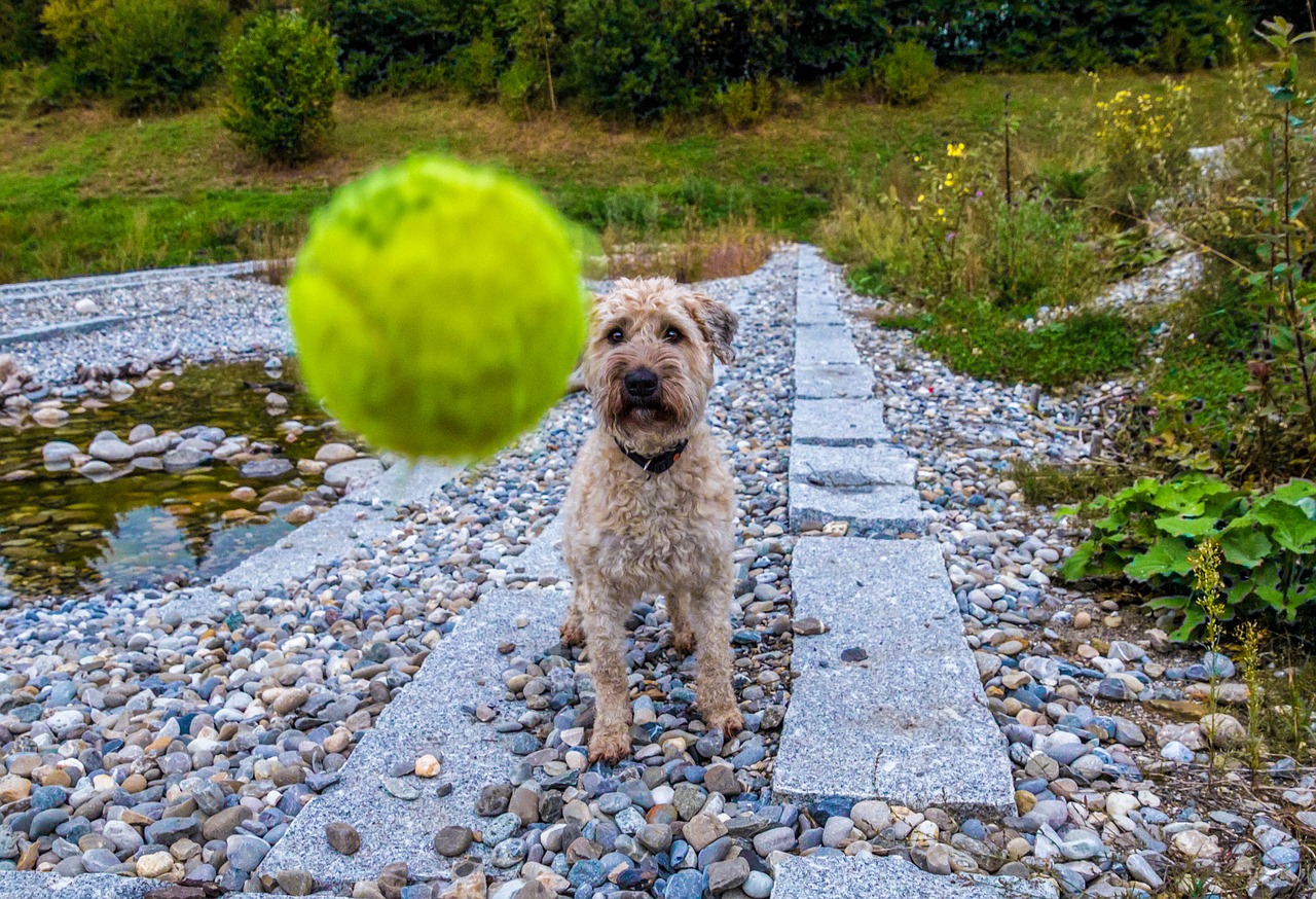 good-dog-throws-a-mean-alley-oop-knugroup