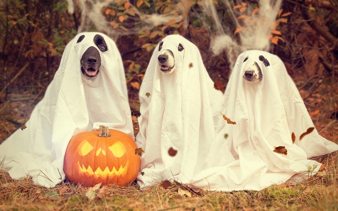 20 adorable Halloween costume ideas for dogs