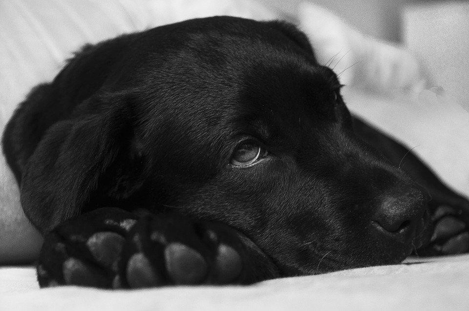 How to tell when your dog is really sick