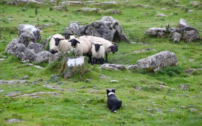 For farmers, smarter living through guardian dogs, fencing, and ‘fladry’