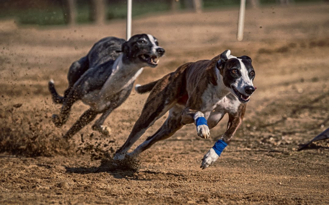 Thousands of racing greyhounds in Florida will need new homes by end of 2020