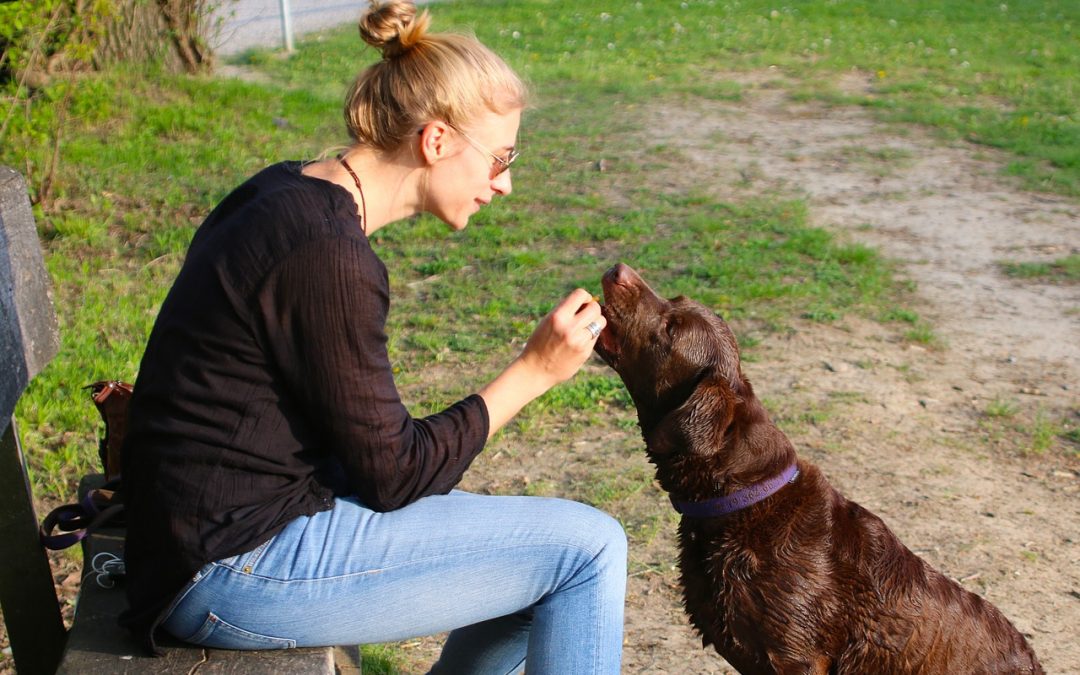 Experts say rewards are the way to train your dog